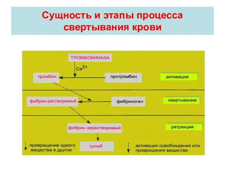 Сущность и этапы процесса свертывания крови