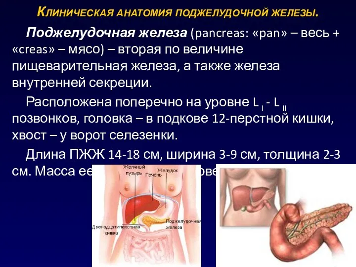 Клиническая анатомия поджелудочной железы. Поджелудочная железа (pancreas: «pan» – весь + «creas»