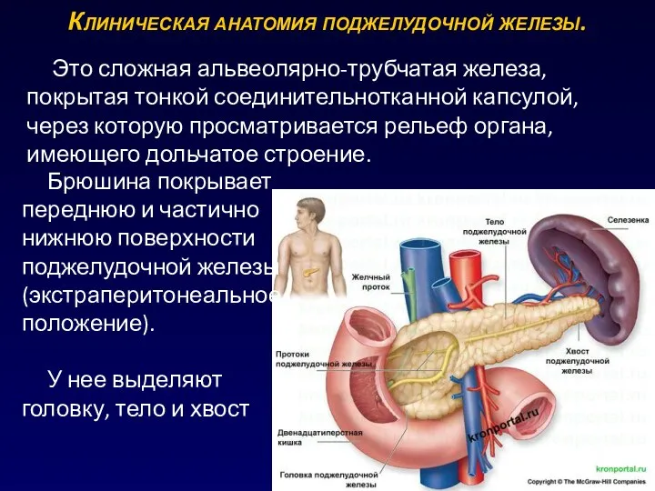 Это сложная альвеолярно-трубчатая железа, покрытая тонкой соединительнотканной капсулой, через которую просматривается рельеф