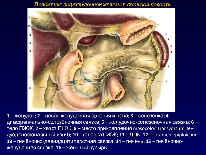 Положение поджелудочной железы в брюшной полости. 1 – желудок; 2 – левая