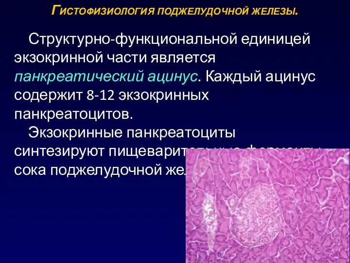 Гистофизиология поджелудочной железы. Структурно-функциональной единицей экзокринной части является панкреатический ацинус. Каждый ацинус