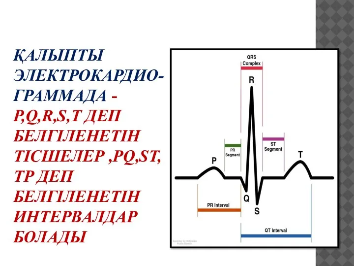 ҚАЛЫПТЫ ЭЛЕКТРОКАРДИО-ГРАММАДА - P,Q,R,S,T ДЕП БЕЛГІЛЕНЕТІН ТІСШЕЛЕР ,PQ,ST, TP ДЕП БЕЛГІЛЕНЕТІН ИНТЕРВАЛДАР БОЛАДЫ