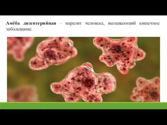 Амёба дизентерийная – паразит человека, вызывающий кишечное заболевание.