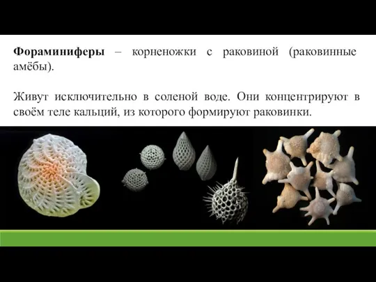 Фораминиферы – корненожки с раковиной (раковинные амёбы). Живут исключительно в соленой воде.
