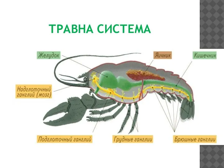 ТРАВНА СИСТЕМА