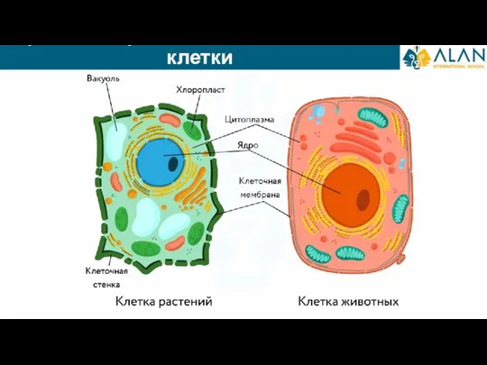 Сравнение растительной и животной клетки