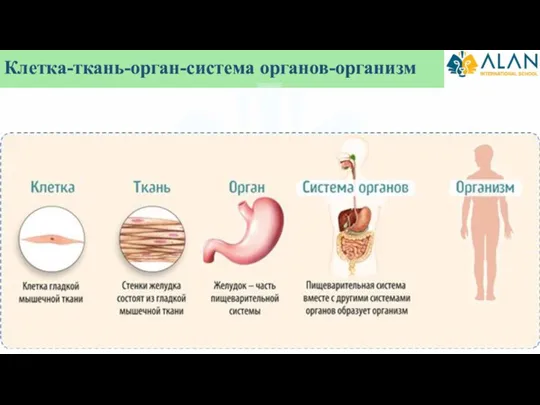 Клетка-ткань-орган-система органов-организм