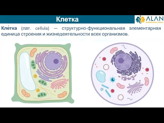 Кле́тка (лат. cellula) — структурно-функциональная элементарная единица строения и жизнедеятельности всех организмов. Клетка