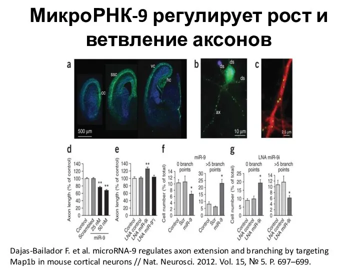 МикроРНК-9 регулирует рост и ветвление аксонов Dajas-Bailador F. et al. microRNA-9 regulates