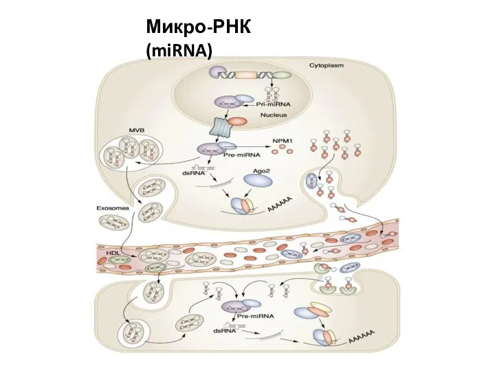 Микро-РНК (miRNA)
