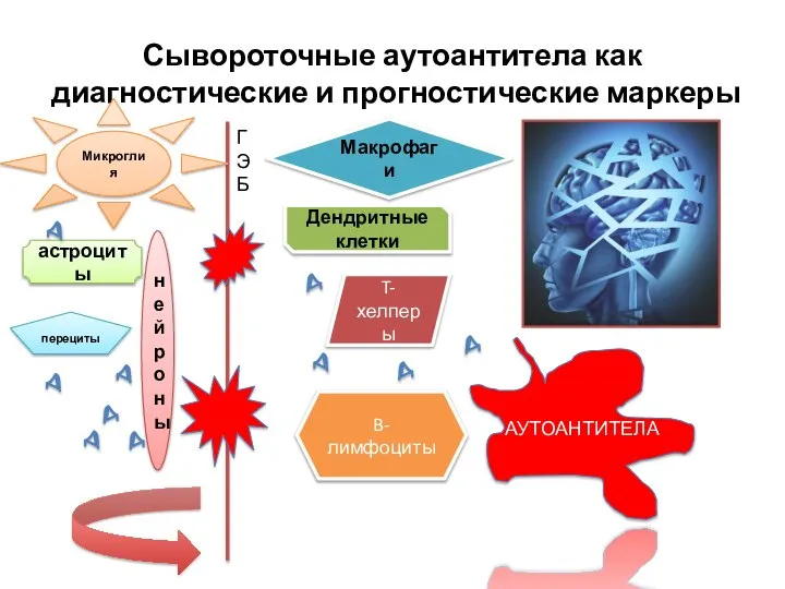 Сывороточные аутоантитела как диагностические и прогностические маркеры ГЭБ Микроглия нейроны астроциты перециты