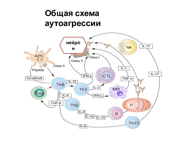 нейрон Общая схема аутоагрессии
