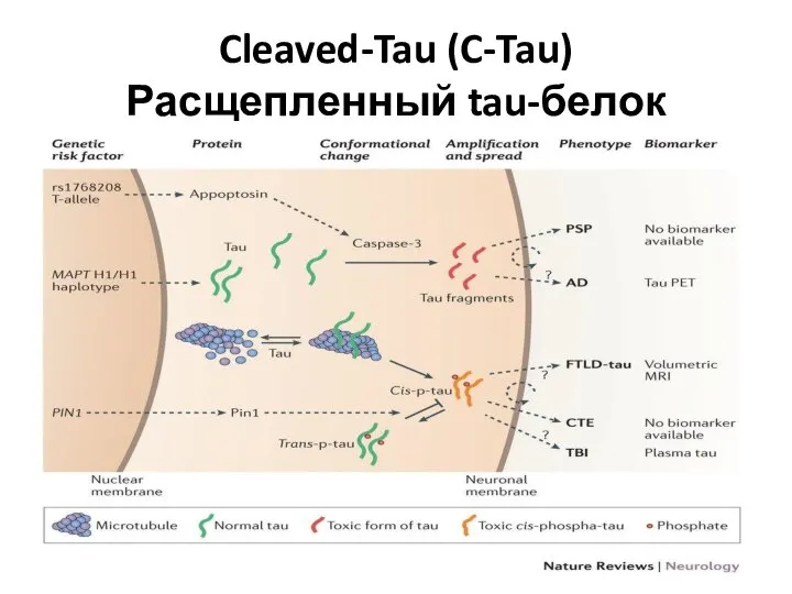 Cleaved-Tau (C-Tau) Расщепленный tau-белок