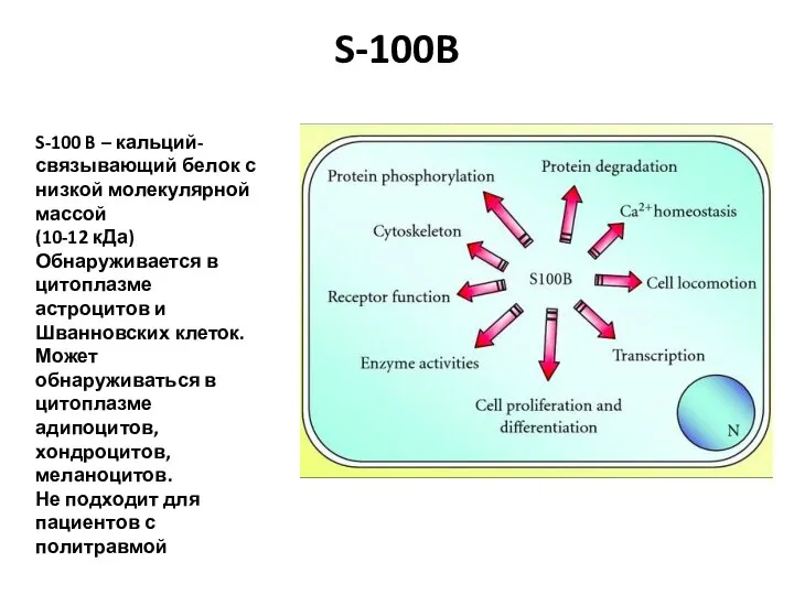 S-100B S-100 B – кальций-связывающий белок с низкой молекулярной массой (10-12 кДа)