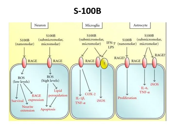 S-100B