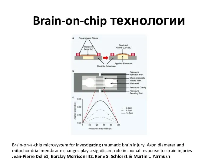 Brain-on-chip технологии Brain-on-a-chip microsystem for investigating traumatic brain injury: Axon diameter and