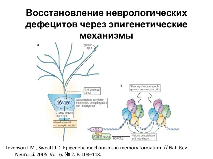 Восстановление неврологических дефецитов через эпигенетические механизмы Levenson J.M., Sweatt J.D. Epigenetic mechanisms