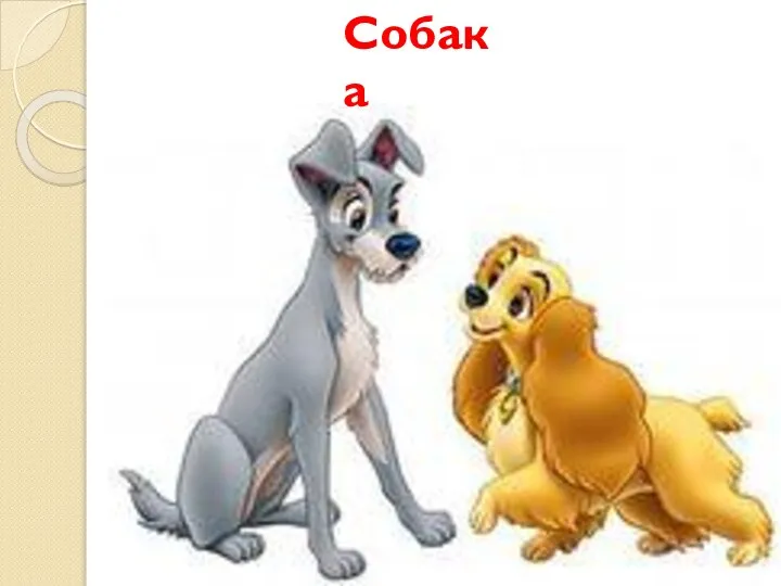 Собака