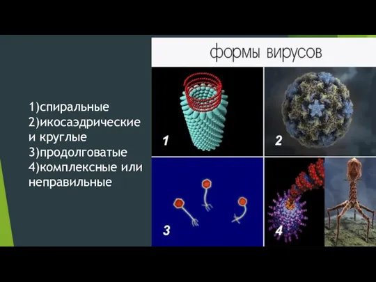 1)спиральные 2)икосаэдрические и круглые 3)продолговатые 4)комплексные или неправильные