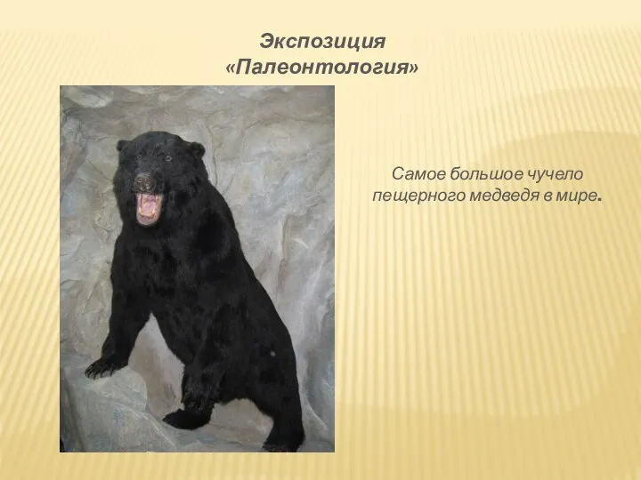 Самое большое чучело пещерного медведя в мире. Экспозиция «Палеонтология»