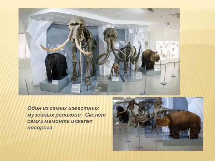 Один из самых известных музейных реликвий - Скелет самки мамонта и скелет носорога