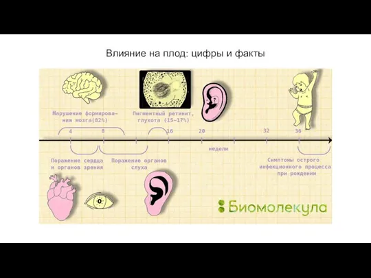 Влияние на плод: цифры и факты