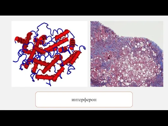 интерферон