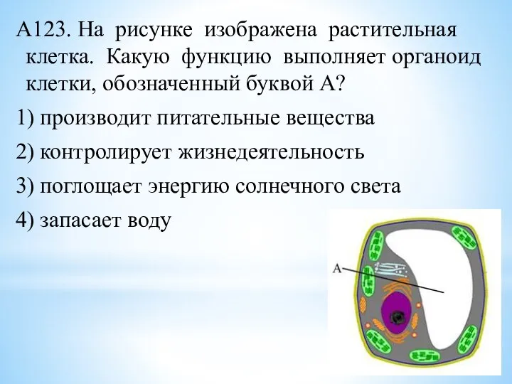 А123. На рисунке изображена растительная клетка. Какую функцию выполняет органоид клетки, обозначенный