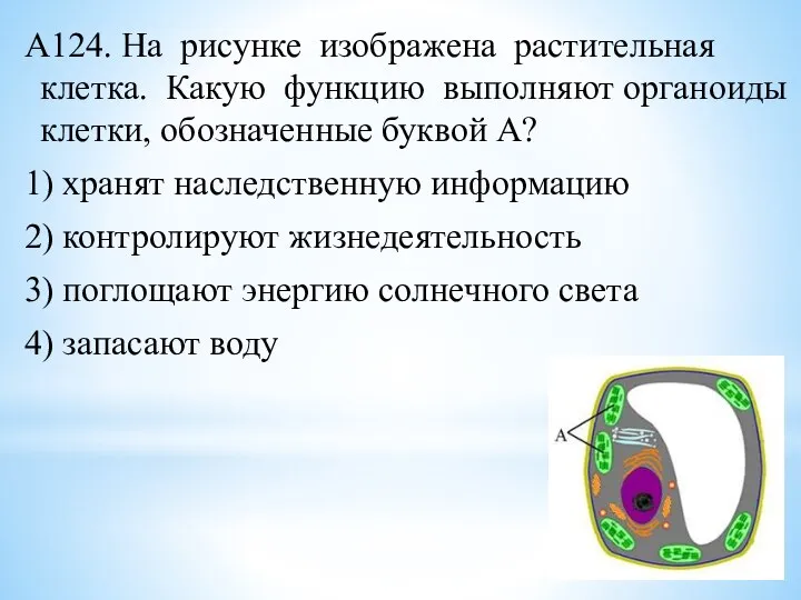 А124. На рисунке изображена растительная клетка. Какую функцию выполняют органоиды клетки, обозначенные