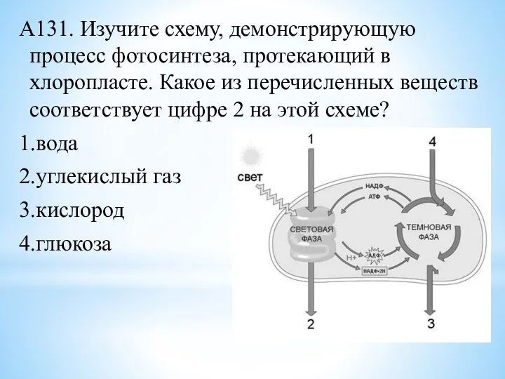 А131. Изучите схему, демонстрирующую процесс фотосинтеза, протекающий в хлоропласте. Какое из перечисленных