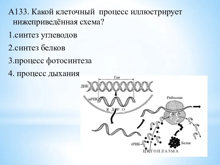 А133. Какой клеточный процесс иллюстрирует нижеприведённая схема? 1.синтез углеводов 2.синтез белков 3.процесс фотосинтеза 4. процесс дыхания