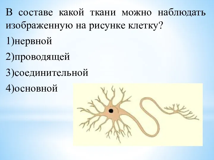 В составе какой ткани можно наблюдать изображенную на рисунке клетку? 1)нервной 2)проводящей 3)соединительной 4)основной