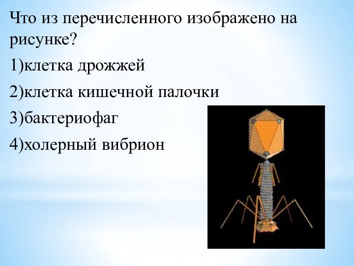 Что из перечисленного изображено на рисунке? 1)клетка дрожжей 2)клетка кишечной палочки 3)бактериофаг 4)холерный вибрион