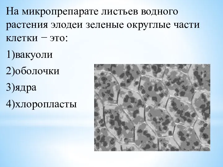 На микропрепарате листьев водного растения элодеи зеленые округлые части клетки − это: 1)вакуоли 2)оболочки 3)ядра 4)хлоропласты