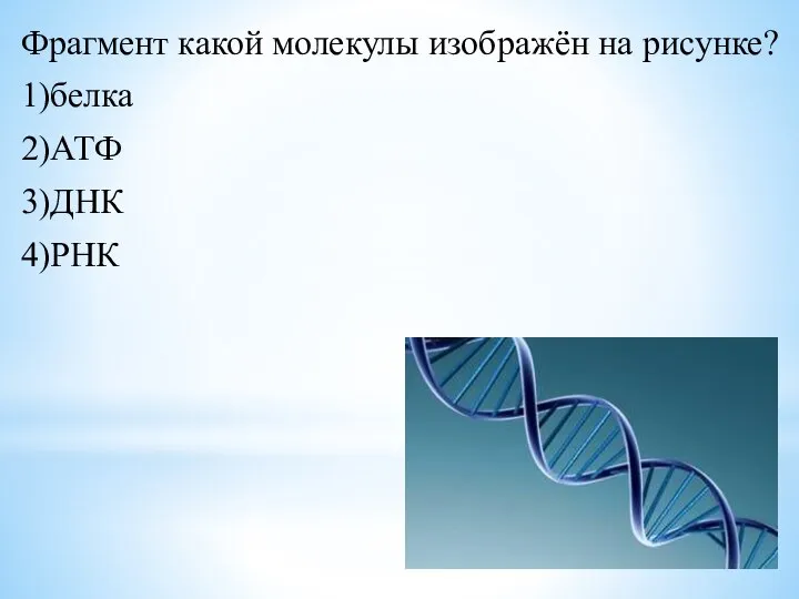 Фрагмент какой молекулы изображён на рисунке? 1)белка 2)АТФ 3)ДНК 4)РНК