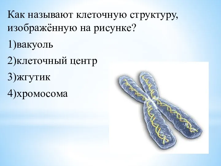 Как называют клеточную структуру, изображённую на рисунке? 1)вакуоль 2)клеточный центр 3)жгутик 4)хромосома