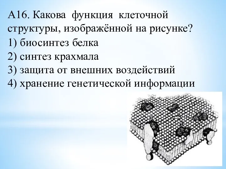 А16. Какова функция клеточной структуры, изображённой на рисунке? 1) биосинтез белка 2)