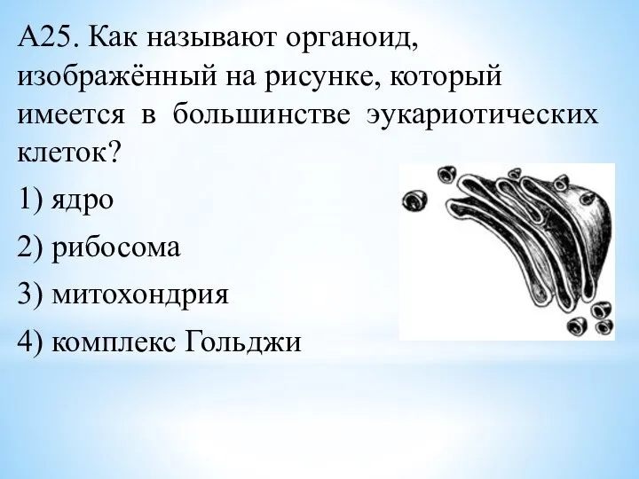 А25. Как называют органоид, изображённый на рисунке, который имеется в большинстве эукариотических