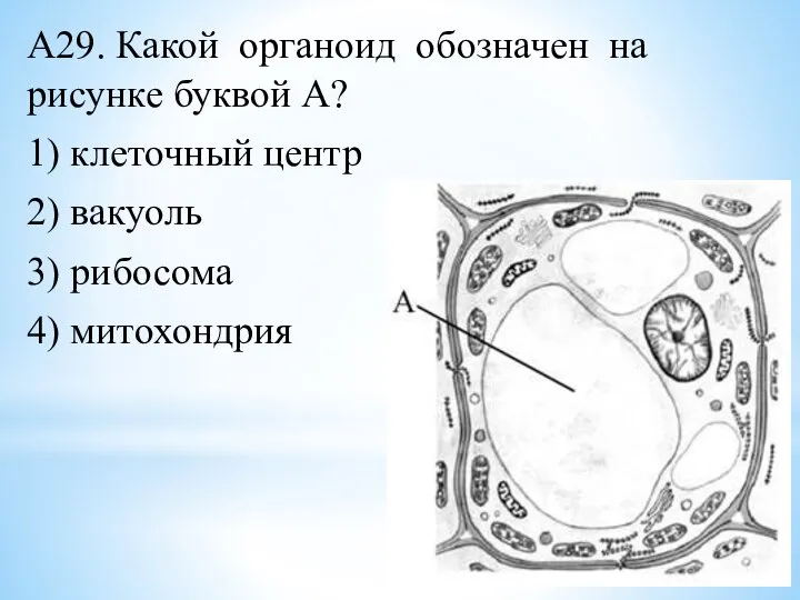 А29. Какой органоид обозначен на рисунке буквой А? 1) клеточный центр 2)