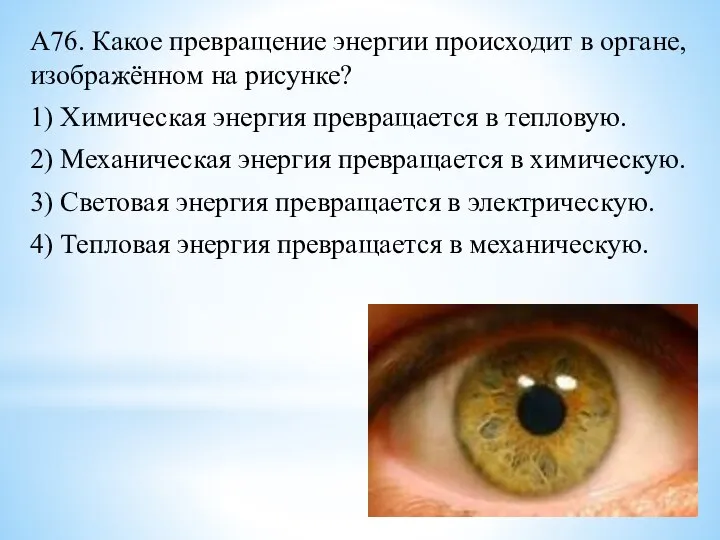 А76. Какое превращение энергии происходит в органе, изображённом на рисунке? 1) Химическая