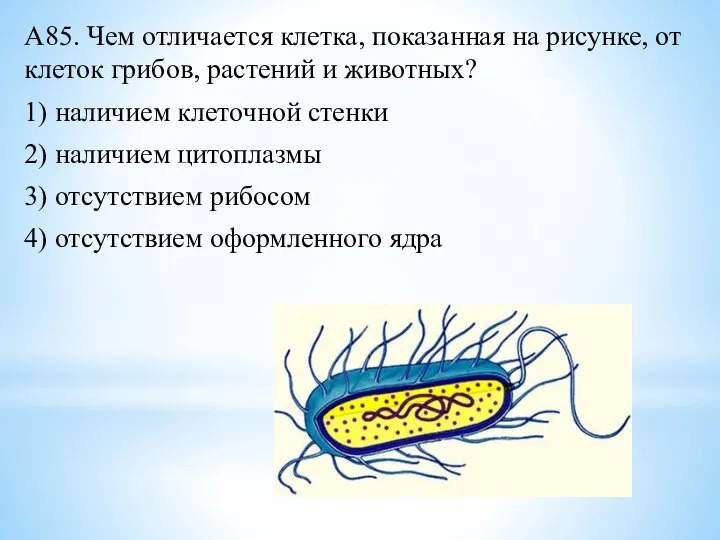 А85. Чем отличается клетка, показанная на рисунке, от клеток грибов, растений и