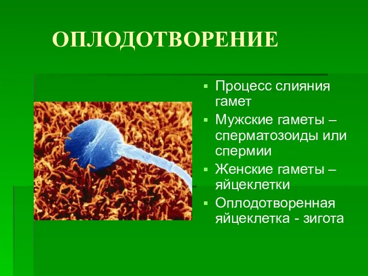 ОПЛОДОТВОРЕНИЕ Процесс слияния гамет Мужские гаметы – сперматозоиды или спермии Женские гаметы