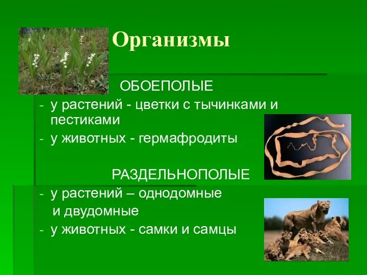 Организмы ОБОЕПОЛЫЕ у растений - цветки с тычинками и пестиками у животных