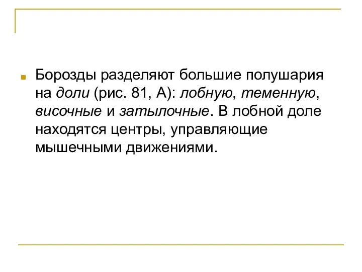 Борозды разделяют большие полушария на доли (рис. 81, А): лобную, теменную, височные