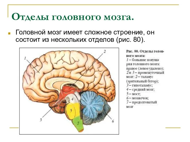 Отделы головного мозга. Головной мозг имеет сложное строение, он состоит из нескольких отделов (рис. 80).