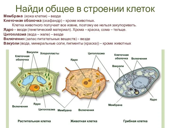 Найди общее в строении клеток Мембрана (кожа клетки) – везде Клеточная оболочка