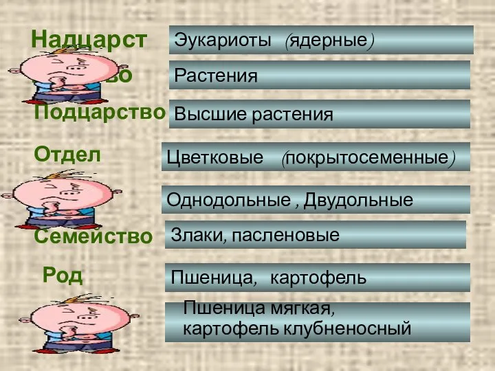 Надцарство Царство Подцарство Отдел Класс Семейство Род Вид Эукариоты (ядерные) Растения Высшие