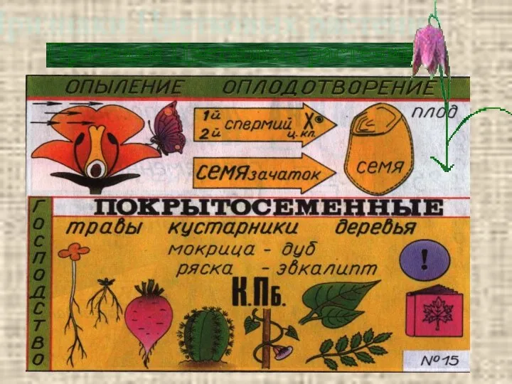 Признаки Цветковых растений