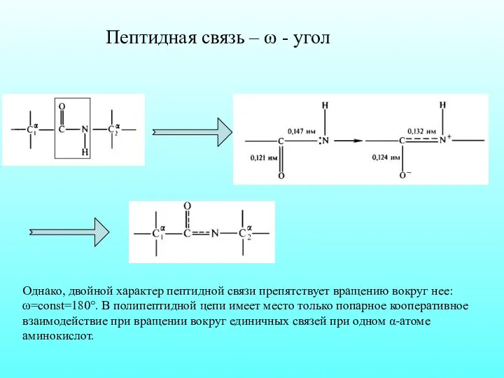 Пептидная связь – ω - угол Однако, двойной характер пептидной связи препятствует