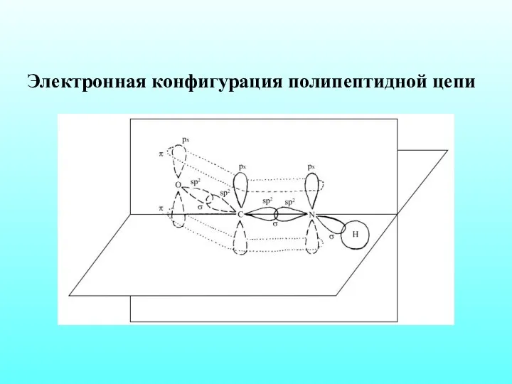 Электронная конфигурация полипептидной цепи